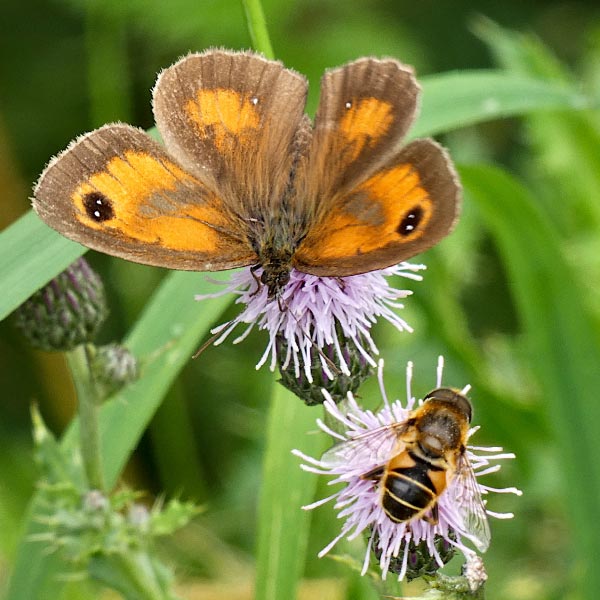 Butterfly and Bee sharing flowers