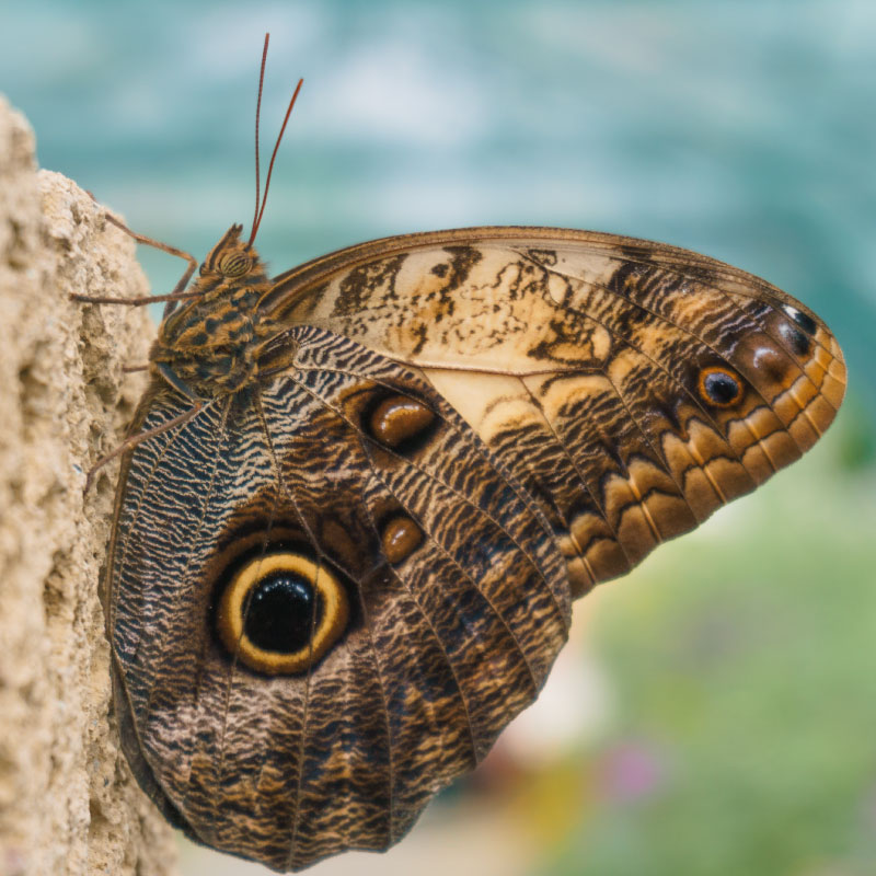 Butterfly with markings that make it look like an owl