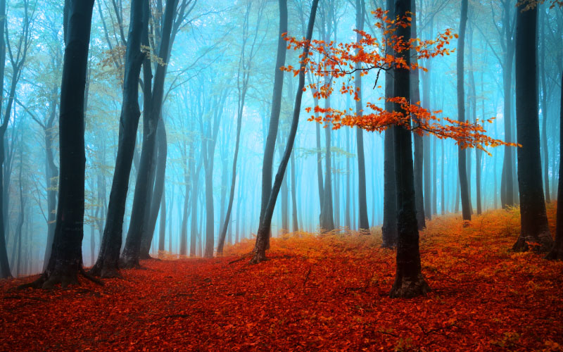 Forest with red floor, glowing blue background
